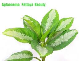 Pattaya Chinese evergreen